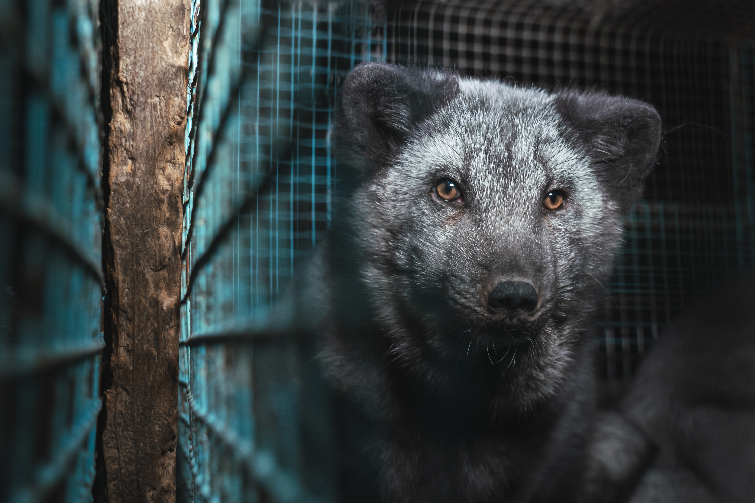 Sjokkerende bilder: i Finland avles rever i monsterstørrelse