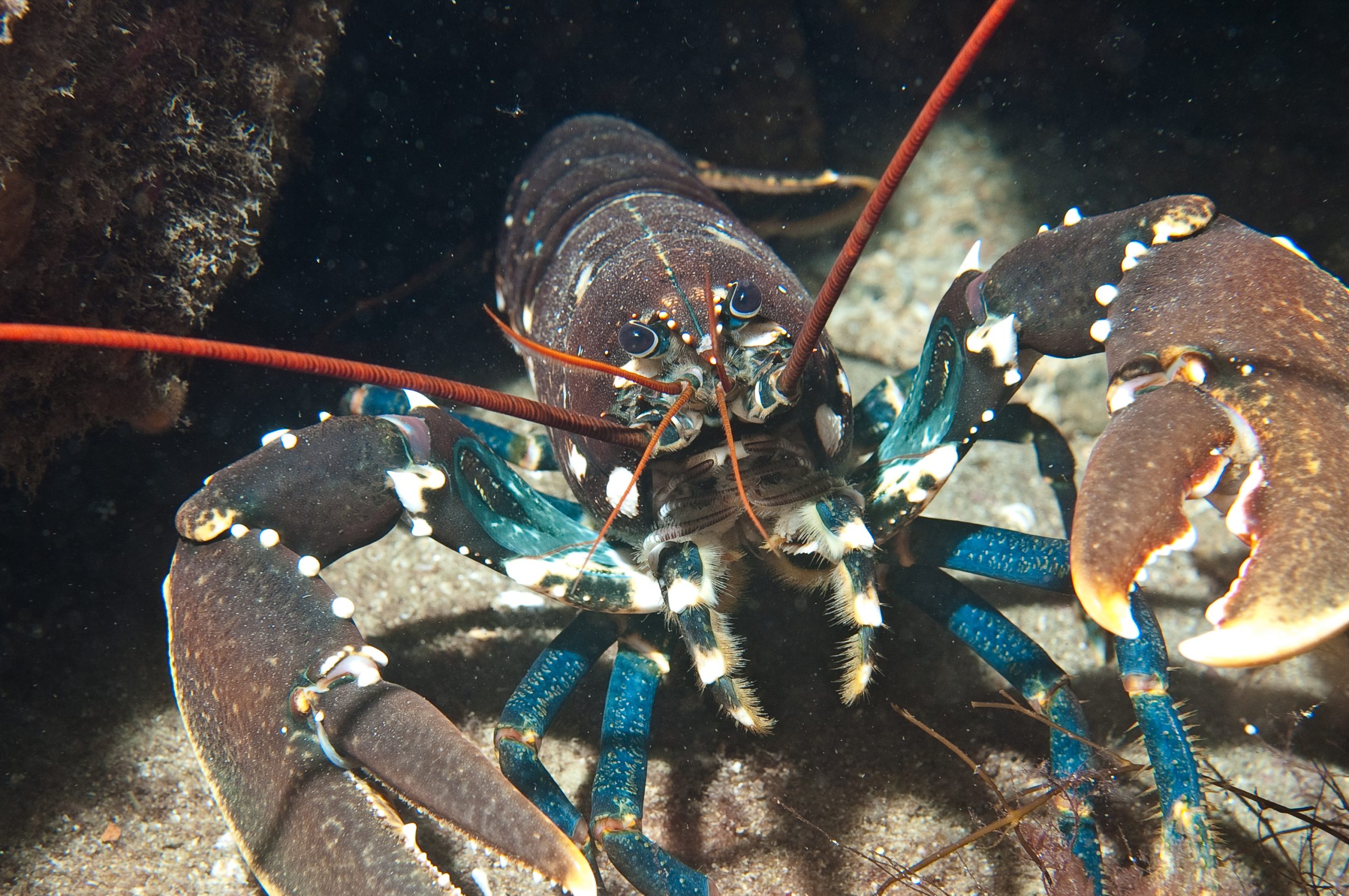 Krabber og hummer føler smerte