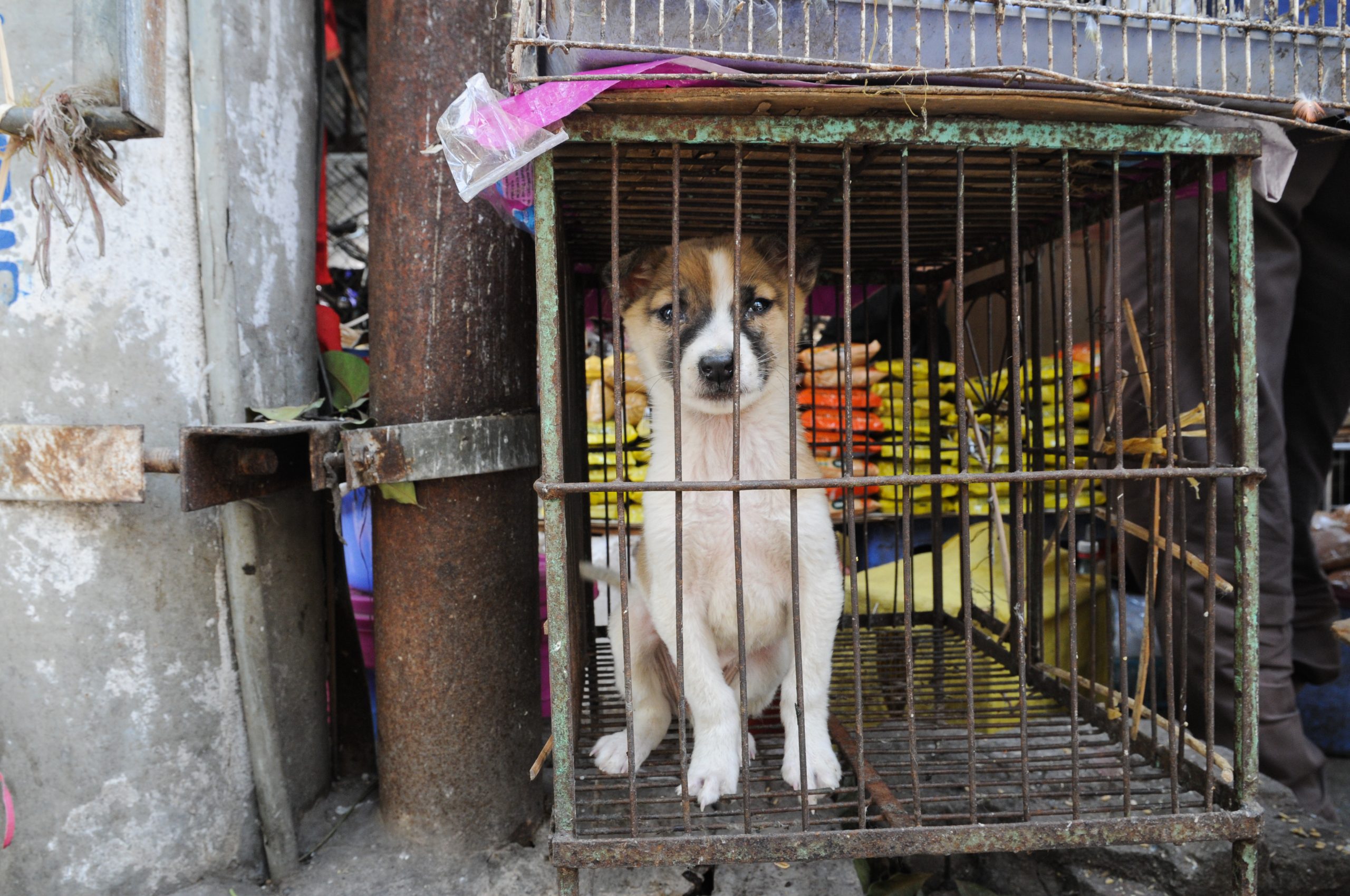 Yulin 2023: Til tross for betydelig fremgang, blir hunder og katter fortsatt mishandlet